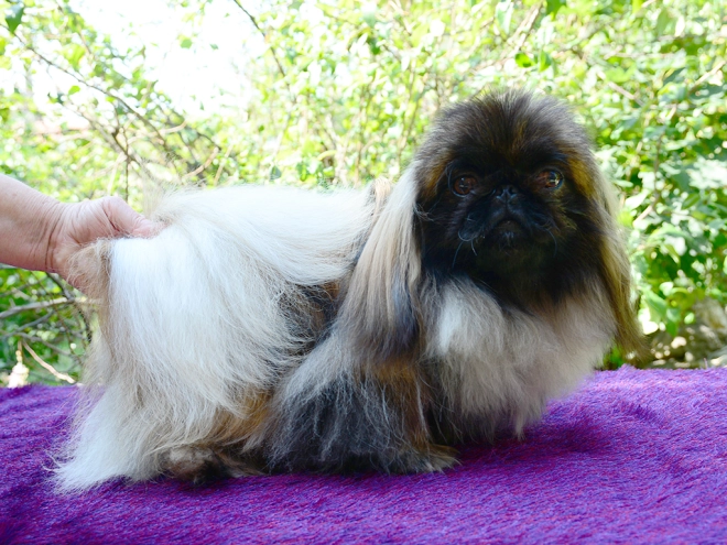 Pekingese puppy for sale