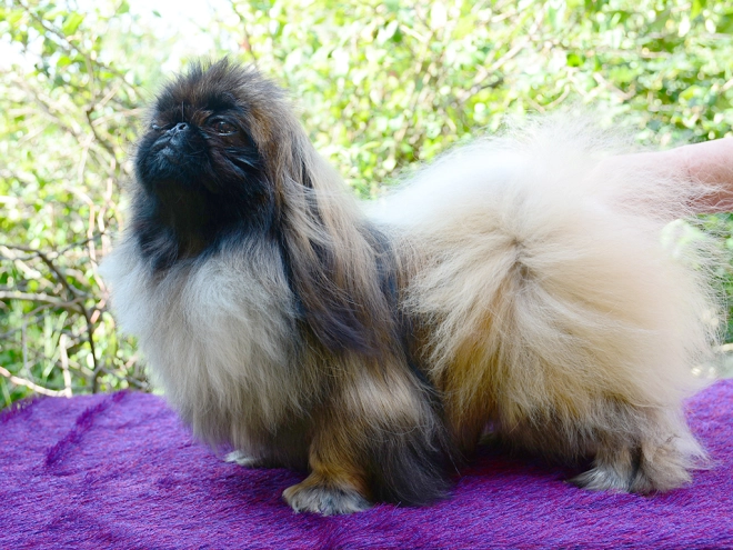 Pekingese puppy for sale