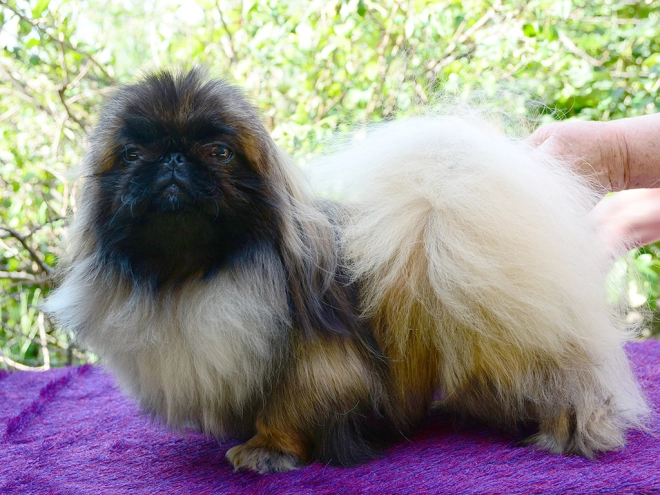 Pekingese puppy for sale