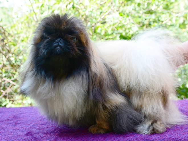 Pekingese puppy for sale