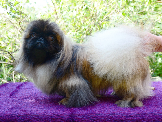 Pekingese puppy for sale