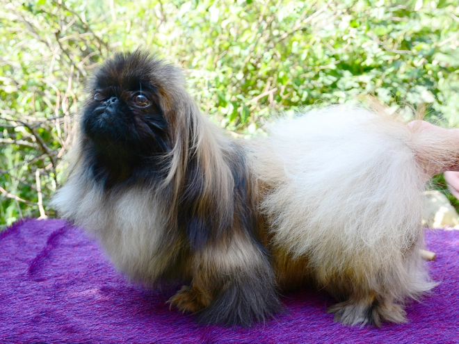 Pekingese puppy for sale