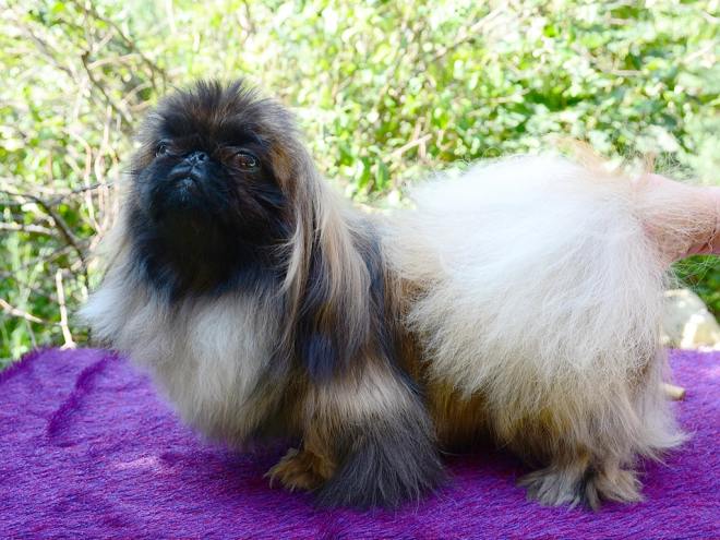Pekingese puppy for sale