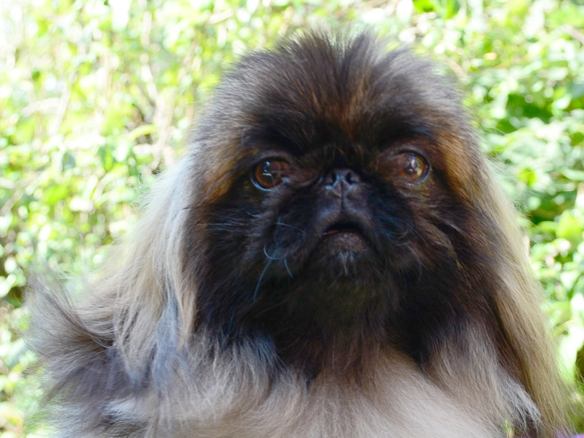 Pekingese puppy for sale