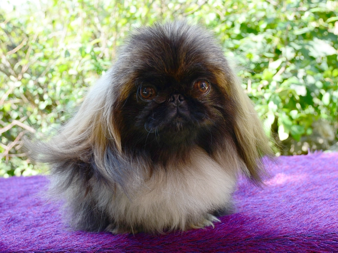 Pekingese puppy for sale