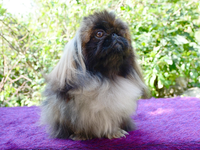 Pekingese puppy for sale
