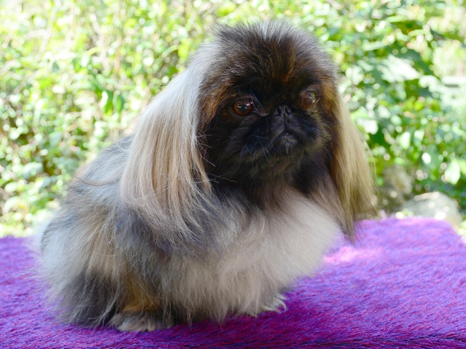 Pekingese puppy for sale