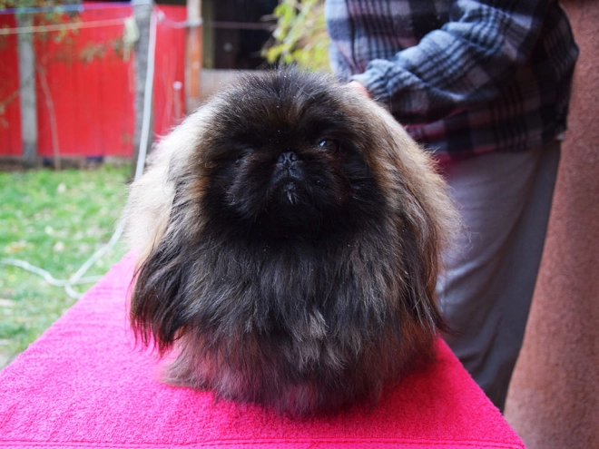 Pekingese puppy for sale