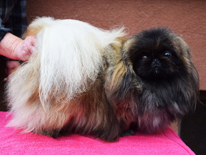 Pekingese puppy for sale