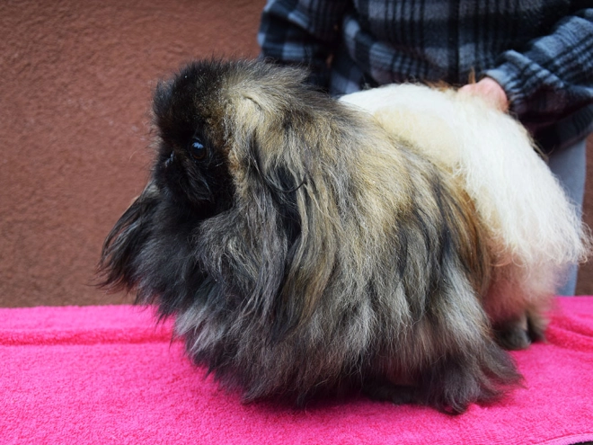 Pekingese puppy for sale