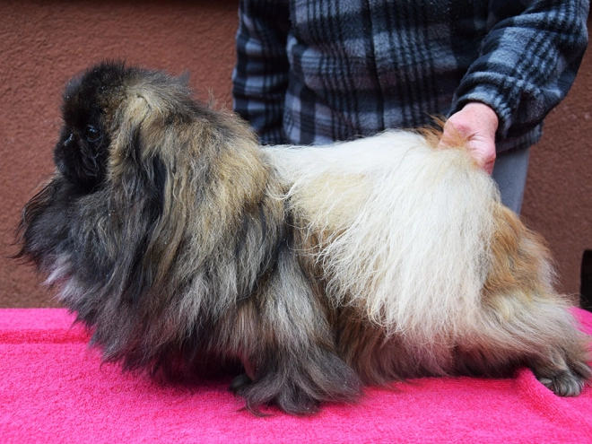 Pekingese puppy for sale
