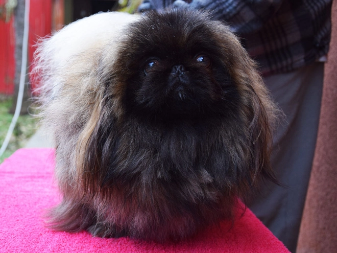 Pekingese puppy for sale