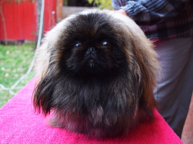 Pekingese puppy for sale