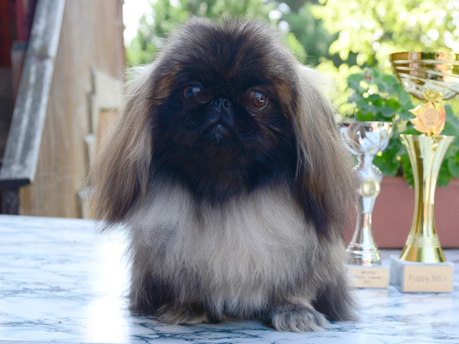 Pekingese puppy for sale