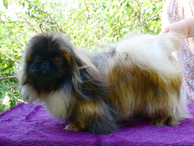Pekingese puppy for sale