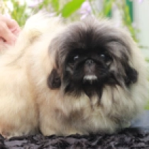 Xia, fawn Pequinés en venta