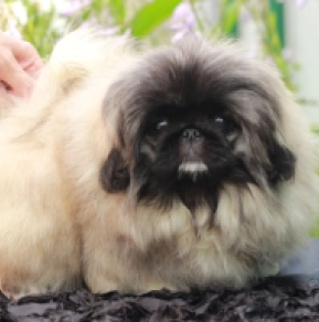 Pekinese Welpe kaufen