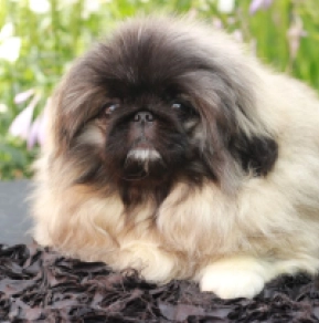Pekinese Welpe kaufen