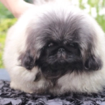 Junior, fawn Pequinés en venta