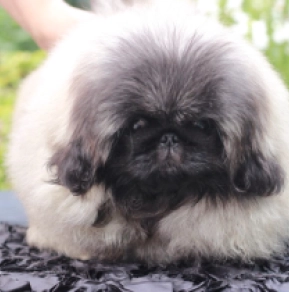 Pekinese Welpe kaufen
