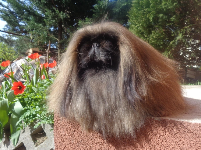 Pekingese puppy for sale
