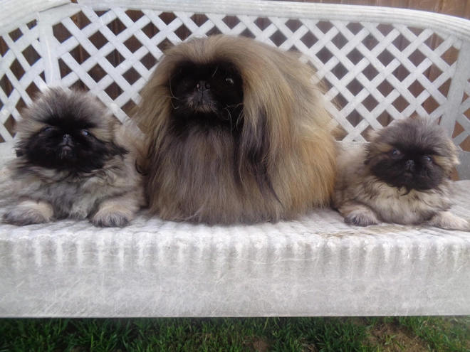 Pekingese puppy for sale