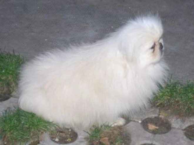 Pekinese Welpe kaufen