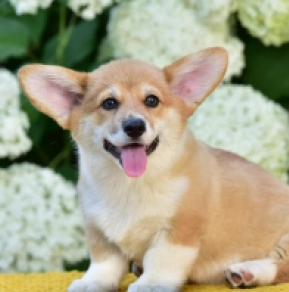 Perros Welsh Corgi en venta
