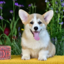 Aviator – Pembroke, red and white Welsh Corgi Welpen kaufen