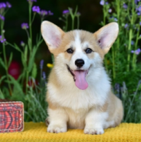 Perros Welsh Corgi en venta