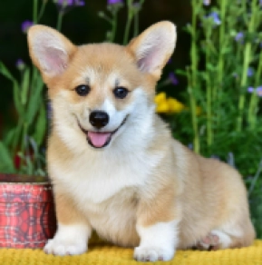 Perros Welsh Corgi en venta