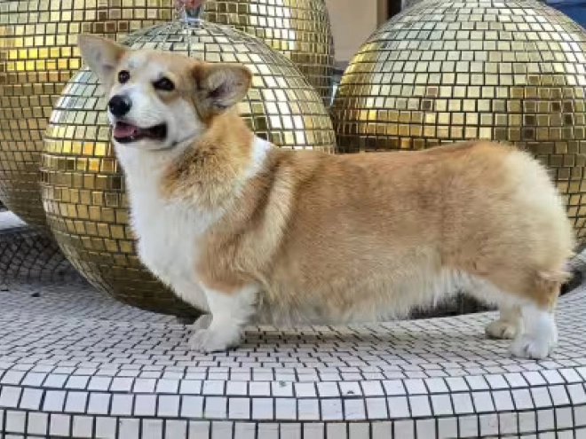 Welsh Corgi puppy for sale