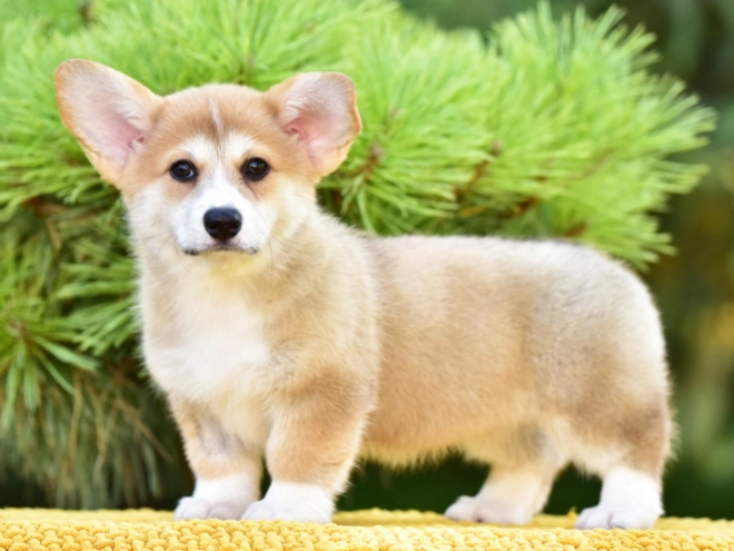 Welsh Corgi puppy for sale