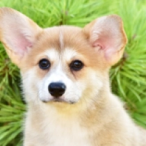 Annie, red Welsh Corgi for sale