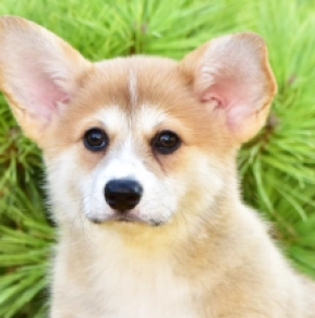 Welsh Corgi puppy for sale