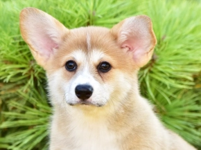 Welsh Corgi puppy for sale