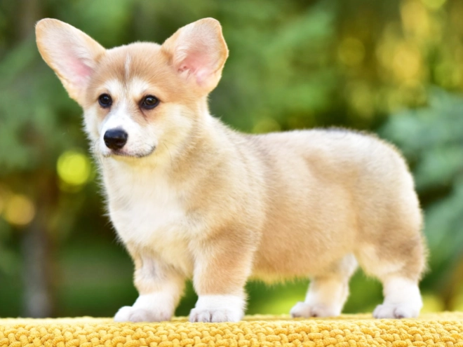 Welsh Corgi puppy for sale