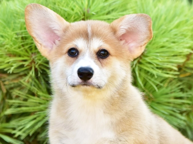 Welsh Corgi puppy for sale