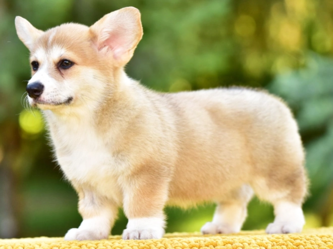 Welsh Corgi puppy for sale