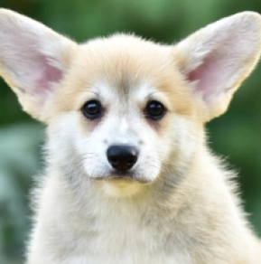 Welsh Corgi puppy for sale