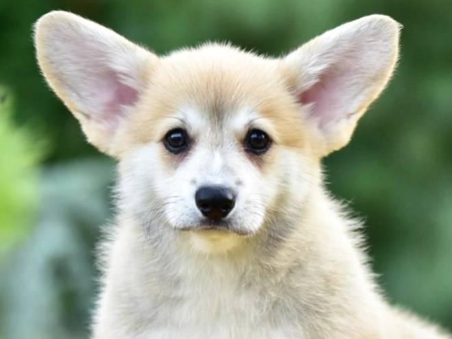 Welsh Corgi puppy for sale