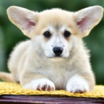 Kreta, red Welsh Corgi for sale