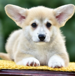Welsh Corgi Welpe kaufen