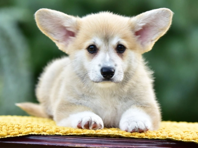 Welsh Corgi puppy for sale