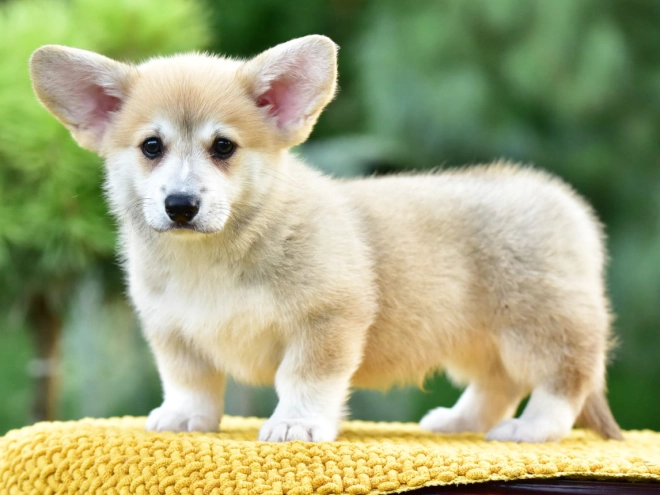 Welsh Corgi puppy for sale