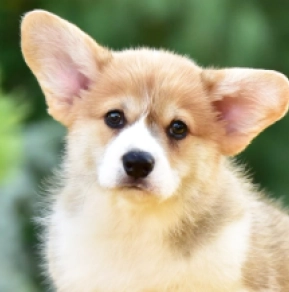 Welsh Corgi puppy for sale