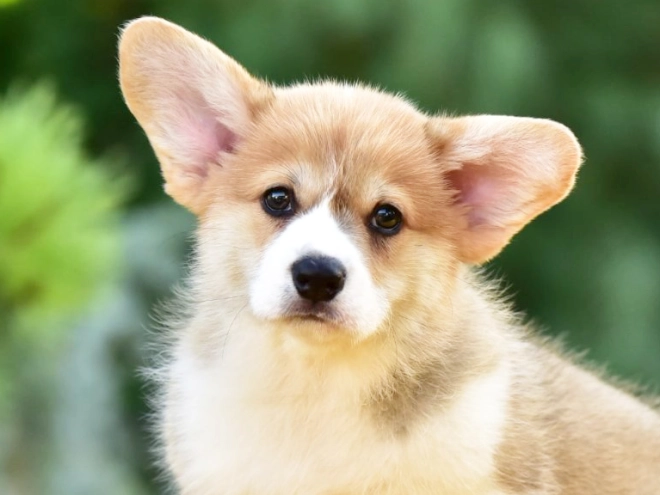 Welsh Corgi puppy for sale