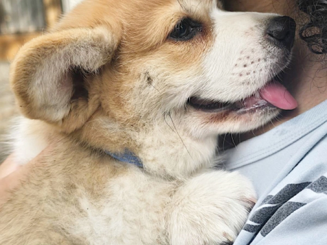 Welsh Corgi puppy for sale