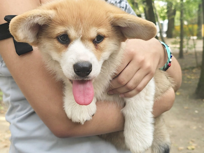 Welsh Corgi puppy for sale