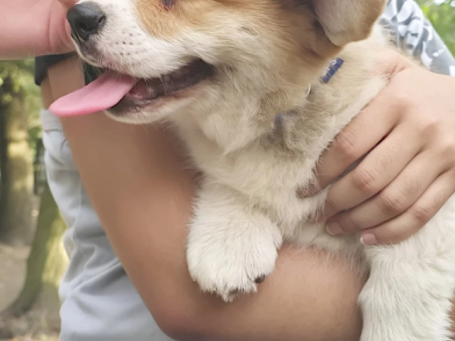 Welsh Corgi puppy for sale